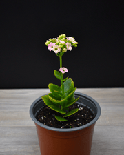 Kalanchoe flor